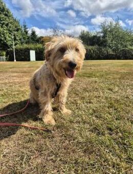 Coco sucht Familie - Nettetal
