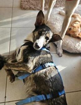 Kuschelmonster Mowgli sucht sein Zuhause - Siggelkow