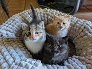 Mai Kätzchen | Mix aus Norw. wald + Hauskatze + Maine coon - Norstedt