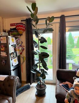 XXL Zimmerpflanze 243 cm / Kerngesunder Ficus Robusta - Gelnhausen