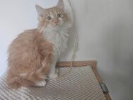 Maine Coon Kater - Weißenthurm Zentrum