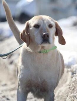 Sharma ist so freundlich und lieb! - Karben