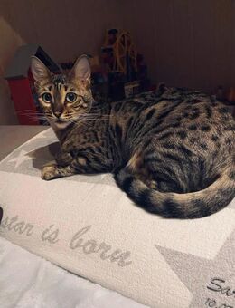 Bengal und Maine Coon - Scherzingen