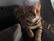 Bengal Kitten - Frankenthal (Pfalz) Zentrum
