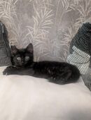 Kätzchen, Katzenbabys, Kitten in 37339