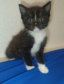 3 sehr süße baby kater - Singen (Hohentwiel)