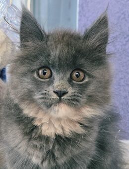 Wunderschöne Reinrassige Maine Coon Kitten! - Germersheim