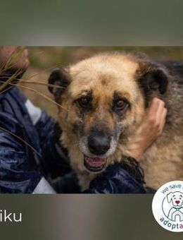 Chiku: Entspannt, entspannter, Chiku! - Kirchzell