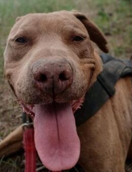 Jatsara; kooperative Begleiterin - Geilenkirchen