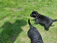 Labrador Welpen zu verkaufen - Schöppingen