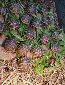 Griechische Landschildkröten NZ - Burg Stargard
