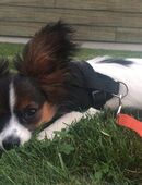 Papillon-Rüde Aiko sucht liebevolles Zuhause in 8854