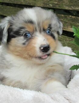 Mini Aussie Welpen Miniatur Australian Shepherd Welpen Welpe - Meßkirch