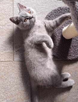 Bkh Kitten Kater - Büren