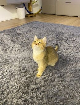 Britisch Kitten - Erbach (Hessen)