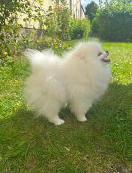 Pomeranian Spitz Rüde - Salzgitter