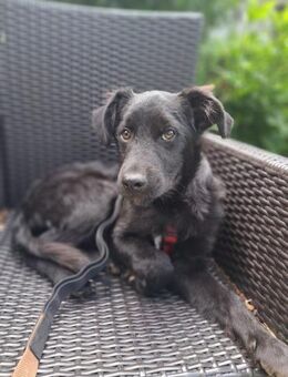 Freundlicher Marley sucht seine Familie - Großefehn