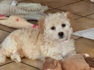 Maltipoo Babys - Wietzendorf