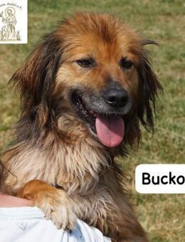 Bucko Manche Helden tragen Fell! - Kissing