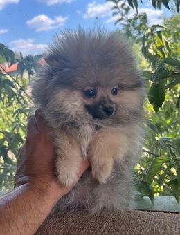 Süße Teddy-Zwergpomeranian Hündin sucht neues Zuhause - Münster