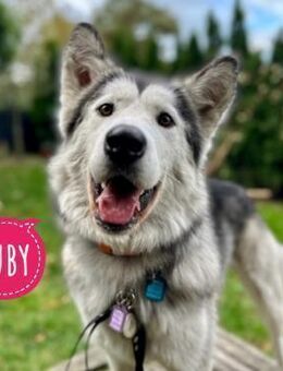 Ruby eine wunderschöne Hündin - Flörsheim-Dalsheim