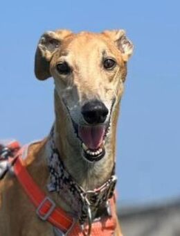 Cairo - Zuhause gesucht - Duisburg