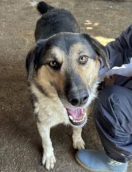 Percy - Pflegestelle oder Zuhause gesuch - Oberwies