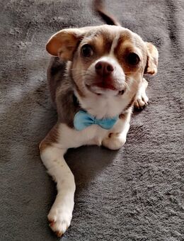 Klein Eddy sucht das Beste zuhause - Magdeburg