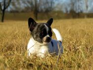 Bildschöne typvolle Mini Chihuahua Hündin Welpen brindle-weiß KH u. schwarz-weiß LH - Freiensteinau