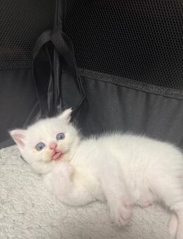 Katzenbabys - Schortens