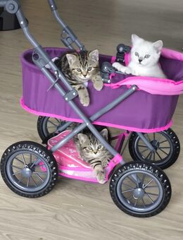 Britischkurzhaar kitten - Delmenhorst