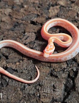 Hypo Butter Tessera, Amber Motley - Schwelm