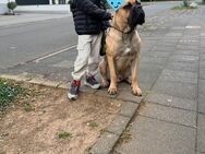 Cane Corso Rüde 1,5 Jahre alt - Euskirchen