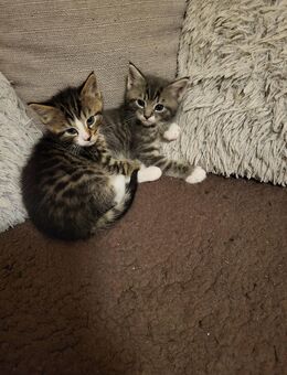 Mischlingskatzen - Calw