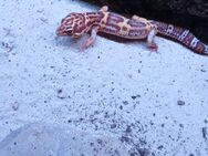 Leopard Gecko zu verkaufen - Gülzow-Prüzen