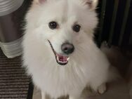 Balou, 2 jähriger freundlicher Spitz - Giengen (Brenz)