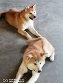 2 süße japanische Akitawelpen in 84347