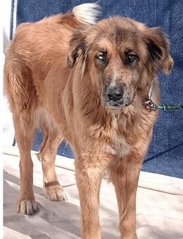 liebe Hannah, kinderlieb - Breckerfeld (Hansestadt)