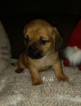 Süße Dackel X Mops Mischlingswelpen - Meppen