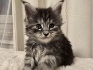 Maine Coon Kitten - Haar