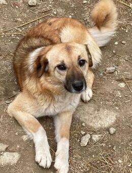 ❣️Zuckersüße Callie❣️ - Eislingen (Fils)