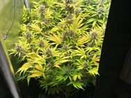 Private Grow-Beratung – Unterstützung beim Indoor-Anbau und Steuerung - Wilhelmshaven