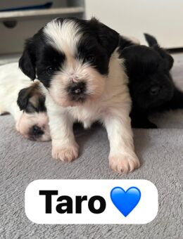 Zuckersüße Shih Tzu Welpen - Berlin Marzahn-Hellersdorf