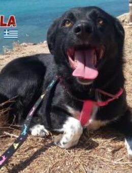 Paola - lernwillig und bewegungsfreudig - Heppenheim (Bergstraße)