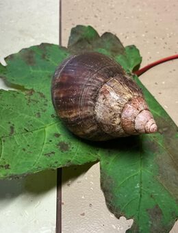 Achatina achtatina - Echte Achatschnecke - Weißenthurm