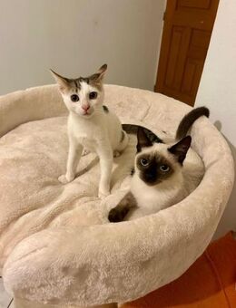 Cheddar und Sanchez aus de Tierschutz - Grevenbroich