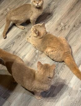 BKH Kitten M+W 20Wochen ab sofort - Heinsberg