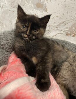 Zoey sucht noch ein Zuhause - Dortmund