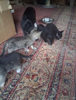 Baby Kitten - Krefeld