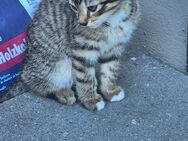 Baby Katzen - Cloppenburg